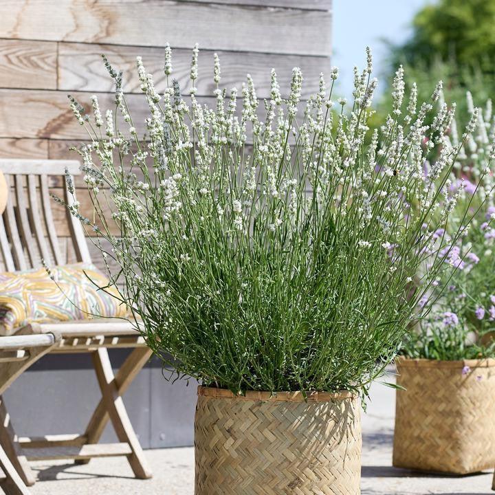 lavender plant outdoor Lavender, Exceptional™ Lavender — Mackey's