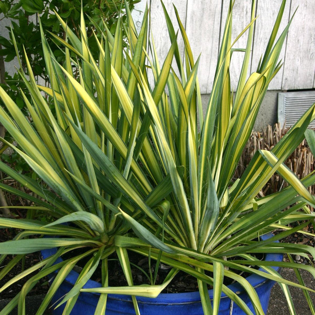 Yucca, Color Guard Adam's Needle — Mackey's
