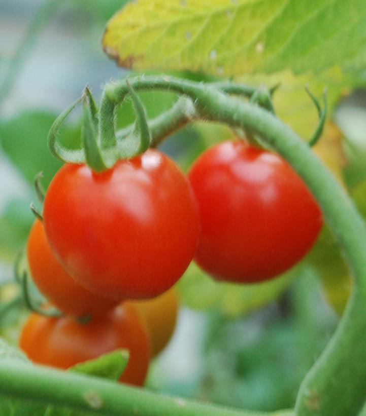 ミュージシャン tomato Tomato, Tomatoberry Cherry Tomato — Mackey's