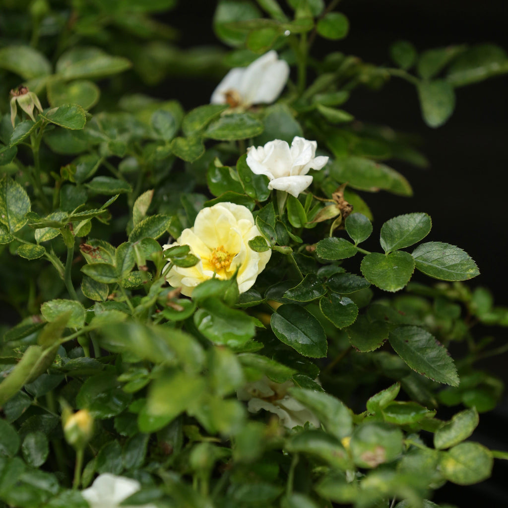 Rose, Popcorn Drift® Rose — Mackey's