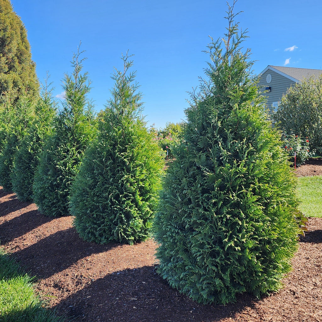 Arborvitae, Junior Giant Arborvitae — Mackey's