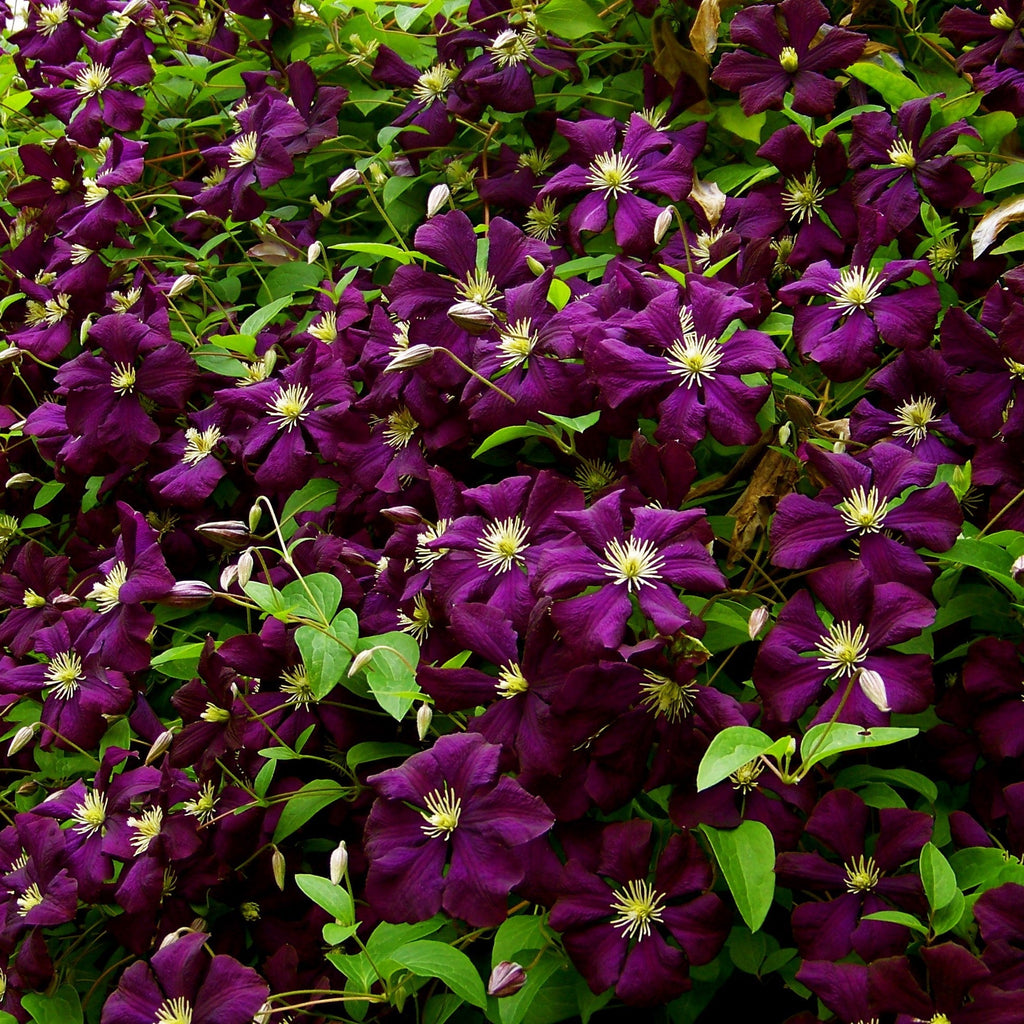 Clematis, Jackmanii Superba Clematis — Mackey's