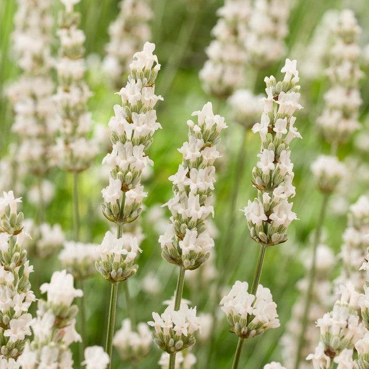 hardy lavender plant Lavender, Exceptional™ Lavender — Mackey's