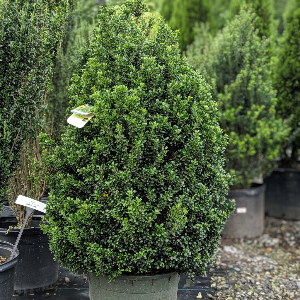 Holly, Steeds Upright Japanese Holly — Mackey's