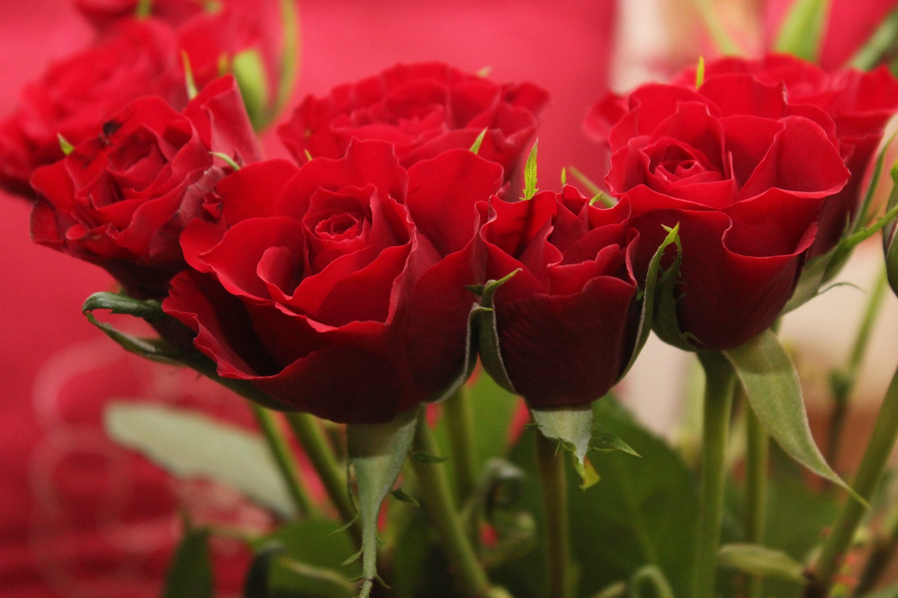 Growing Home Ep. 12- The Oh-So-Easy Approach to Roses with Terry Therrien and Len Giddix