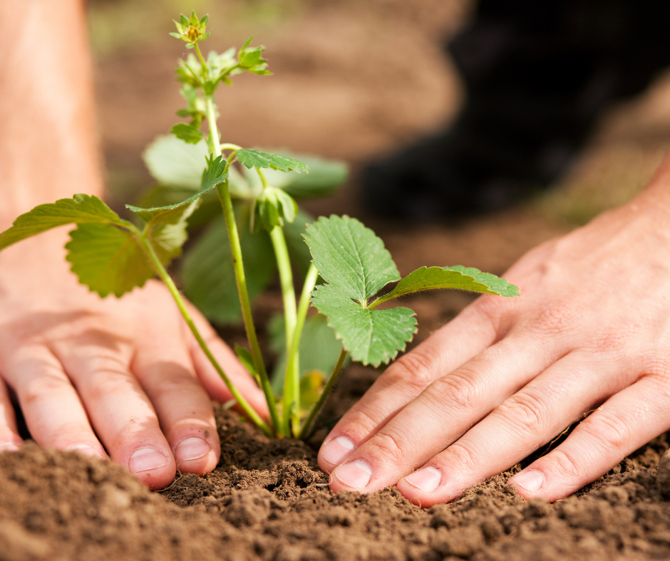 Growing Home Ep. 10- How and When to Plant - Terry Therrien and Len Giddix