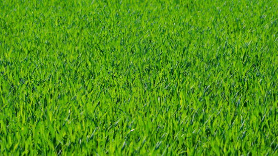 Why lawn soil pH matters and how lime is the best solution!