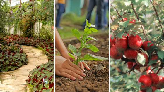 Mackey's Planting Guide