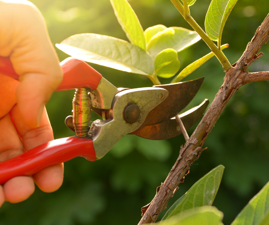 Growing Home Ep. 9 - Spring Pruning: The Do's & Don'ts - Terry Therrien & Len Giddix