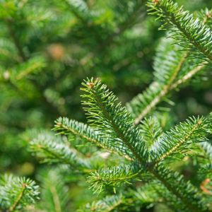 Evergreens