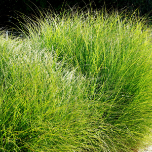 Grasses