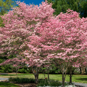 Flowering Trees