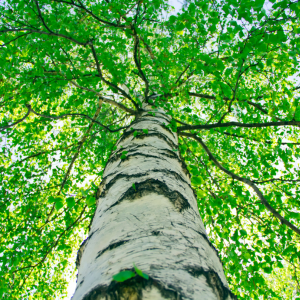 Non-Flowering Trees