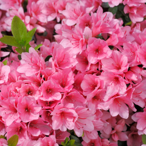 Flowering Shrubs