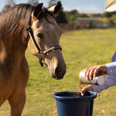 Horse Feed