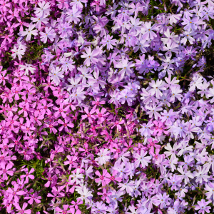 Flowering Perennials
