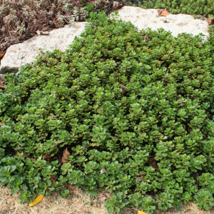 Ground Cover Plants