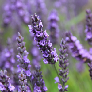 Herbs