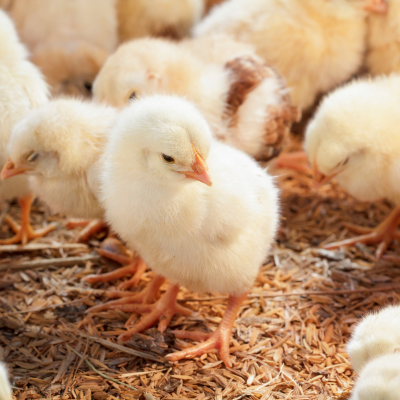 All Chick Starter