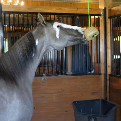Horse Supplements & Treats