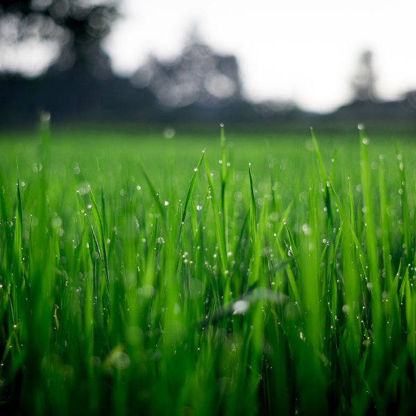Lawn Fertilizer