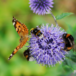 Pollinator Plants