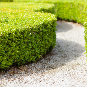 Best Shrubs for Hedging