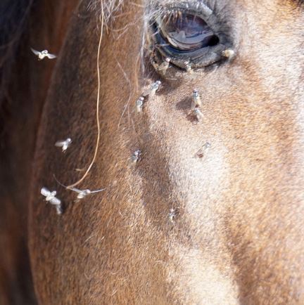 Equine Fly & Pest Control