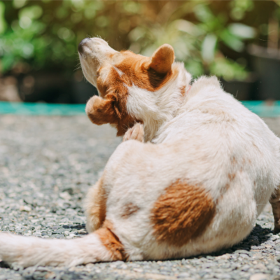 Flea & Tick Controls