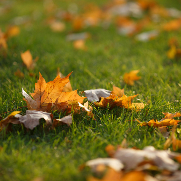 Fall Lawn Care