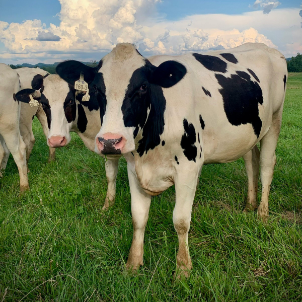 Horse feed, goat feed, chicken feed, and more.