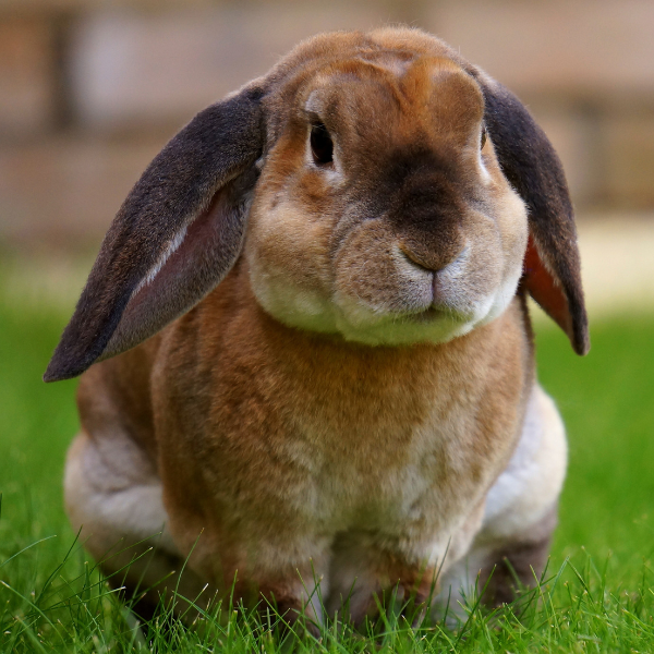 Small Animal