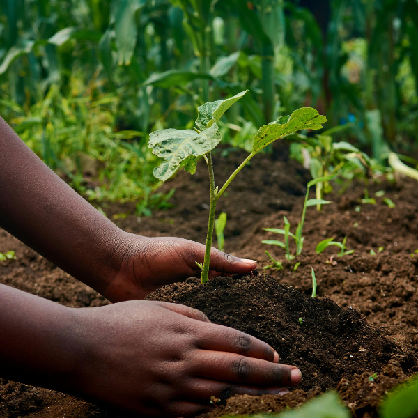 Garden Soil