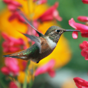 Attracts Hummingbirds