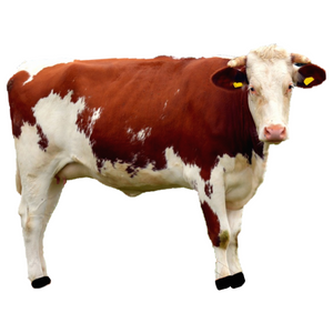 Cattle Feed