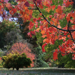Fall Color Plants