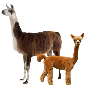 Alpaca & Llama Feed