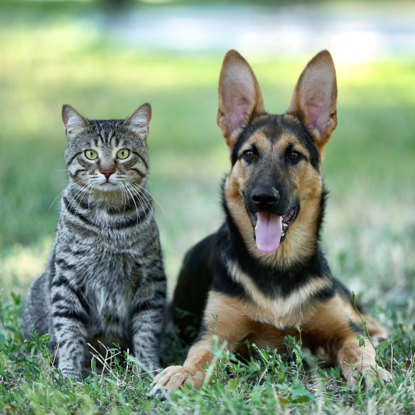 Insect Control & Repellents for Pets & Animals