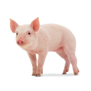 Pig Feed
