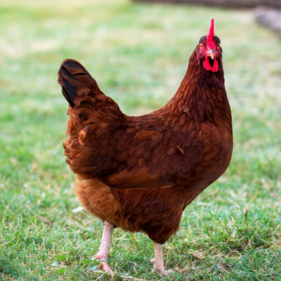 Poultry