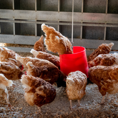 Poultry Feed