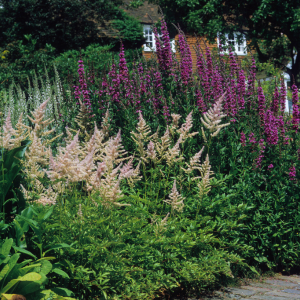 Shade Plants
