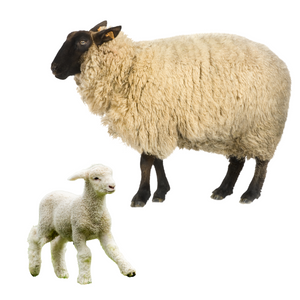 Sheep Feed