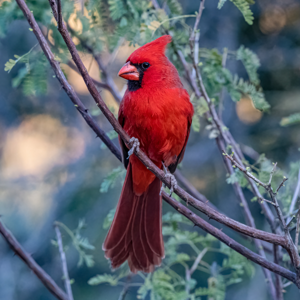 Wild Bird