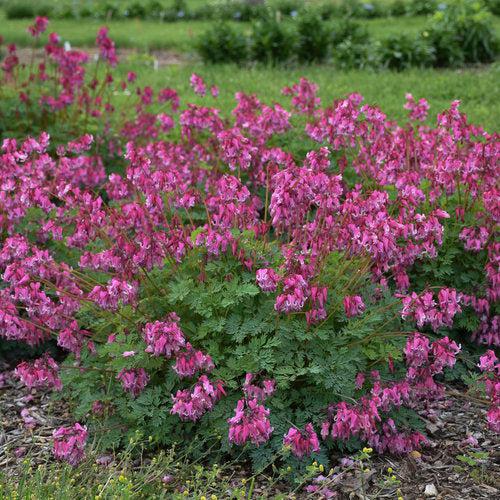 Bleeding Heart, Pink Diamonds Bleeding Heart