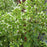 Oregano, Greek Oregano