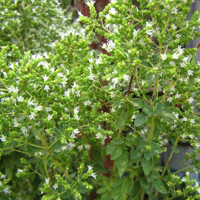 Oregano, Greek Oregano