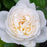 Rose, Bloomables® Bolero™ Rose