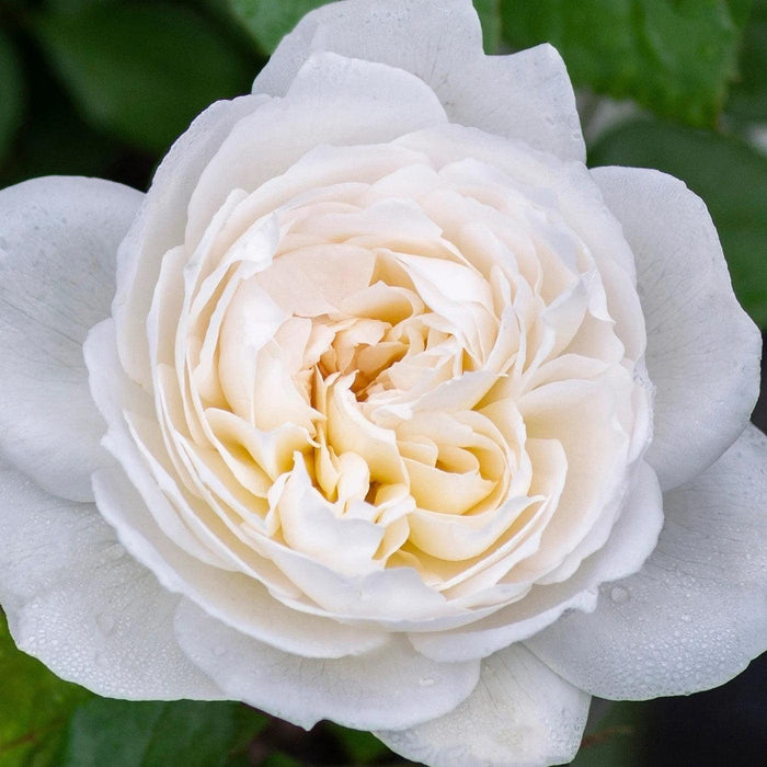 Rose, Bloomables® Bolero™ Rose