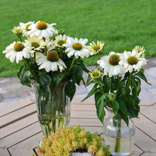 Coneflower, PW® Color Coded® The Price is White Echinacea